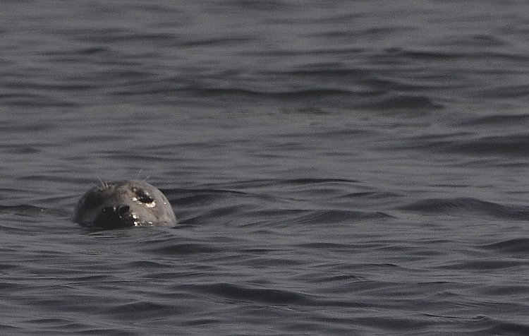 seal with head above water